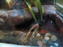 cottonmouth