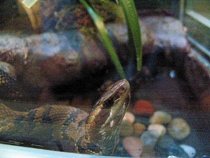 cottonmouth