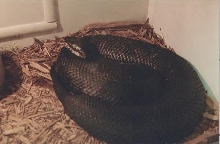 Florida Cottonmouth