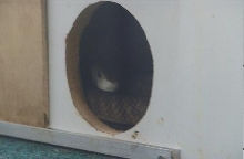 mamba in hide box