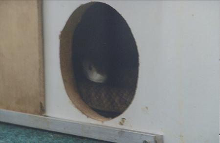 mamba in hide box