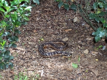 Mom's Snake