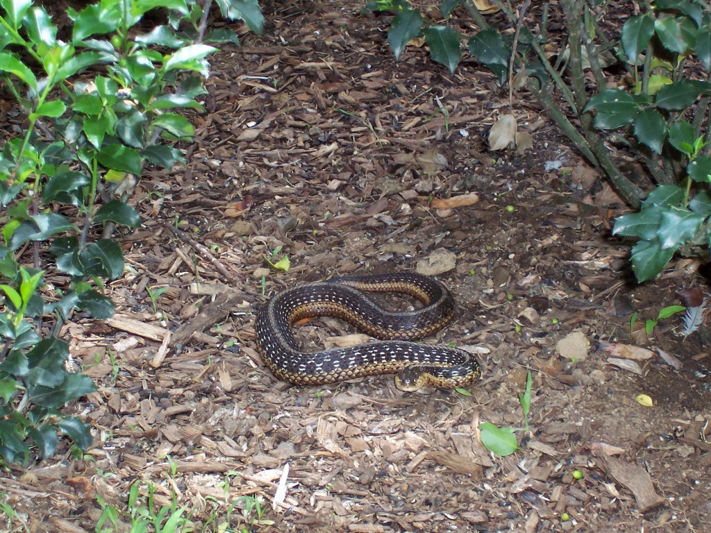 Mom's Snake