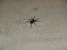 unknown spider