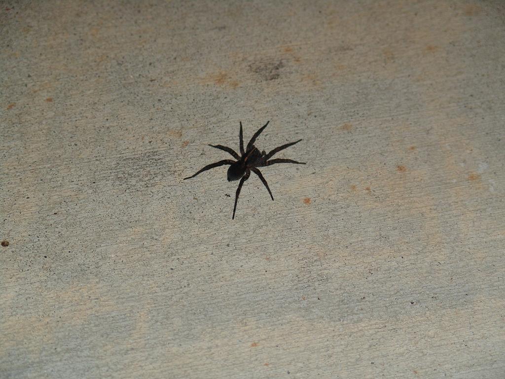 unknown spider