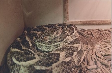 Puff Adder