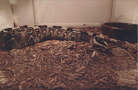 Rhino Viper