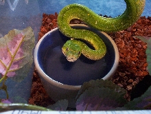Jellybean