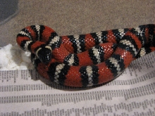 Male San Diego Mountain Kingsnake