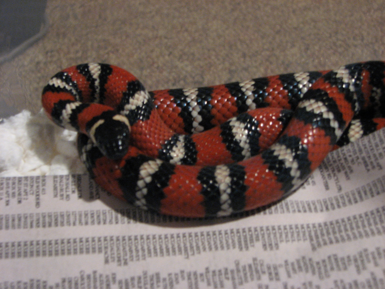 Male San Diego Mountain Kingsnake