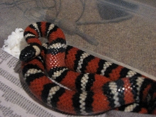 Male San Diego Mountain Kingsnake