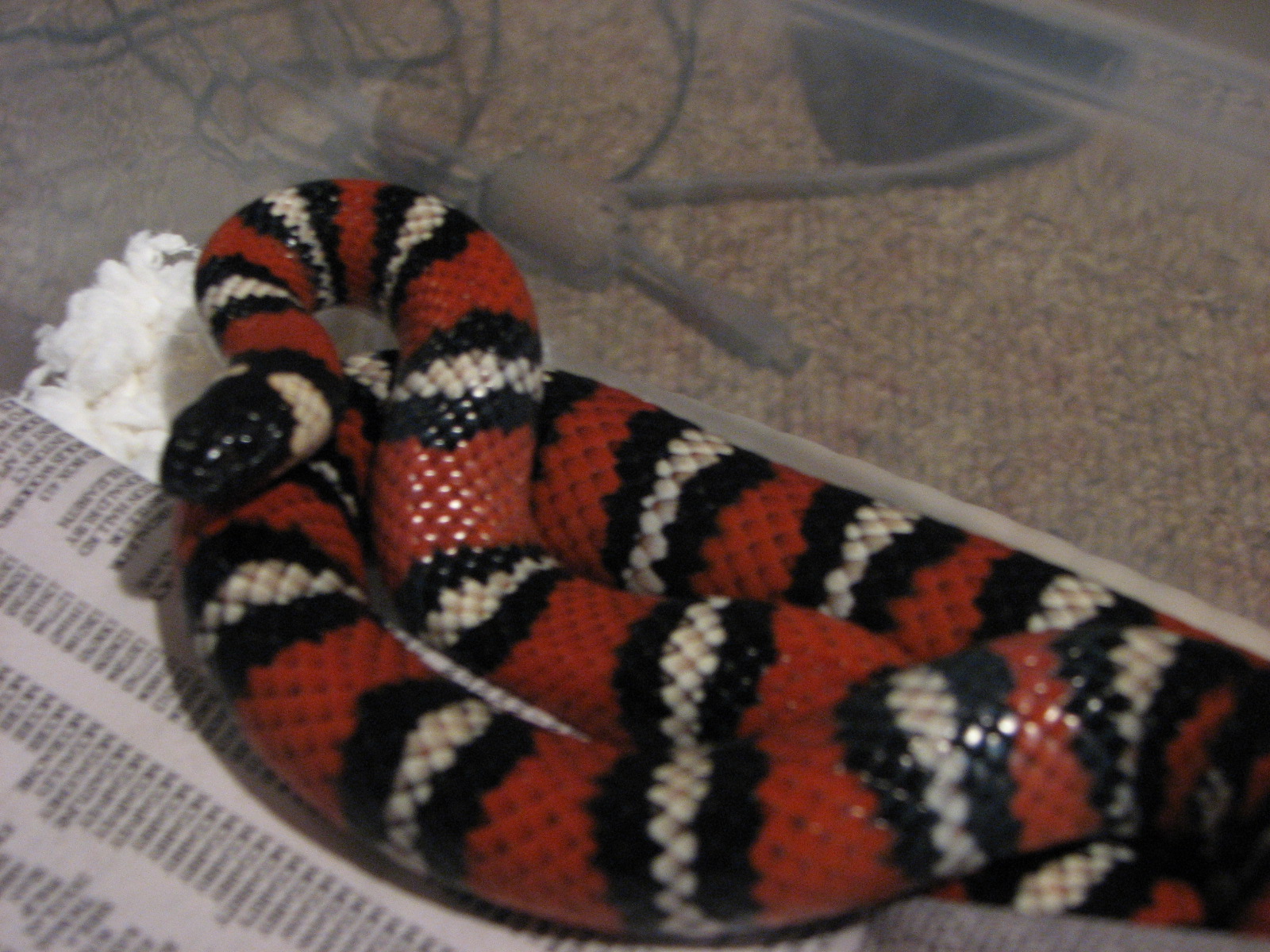 Male San Diego Mountain Kingsnake