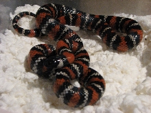Female San Diego Mountain Kingsnake