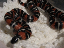 Female San Diego Mountain Kingsnake
