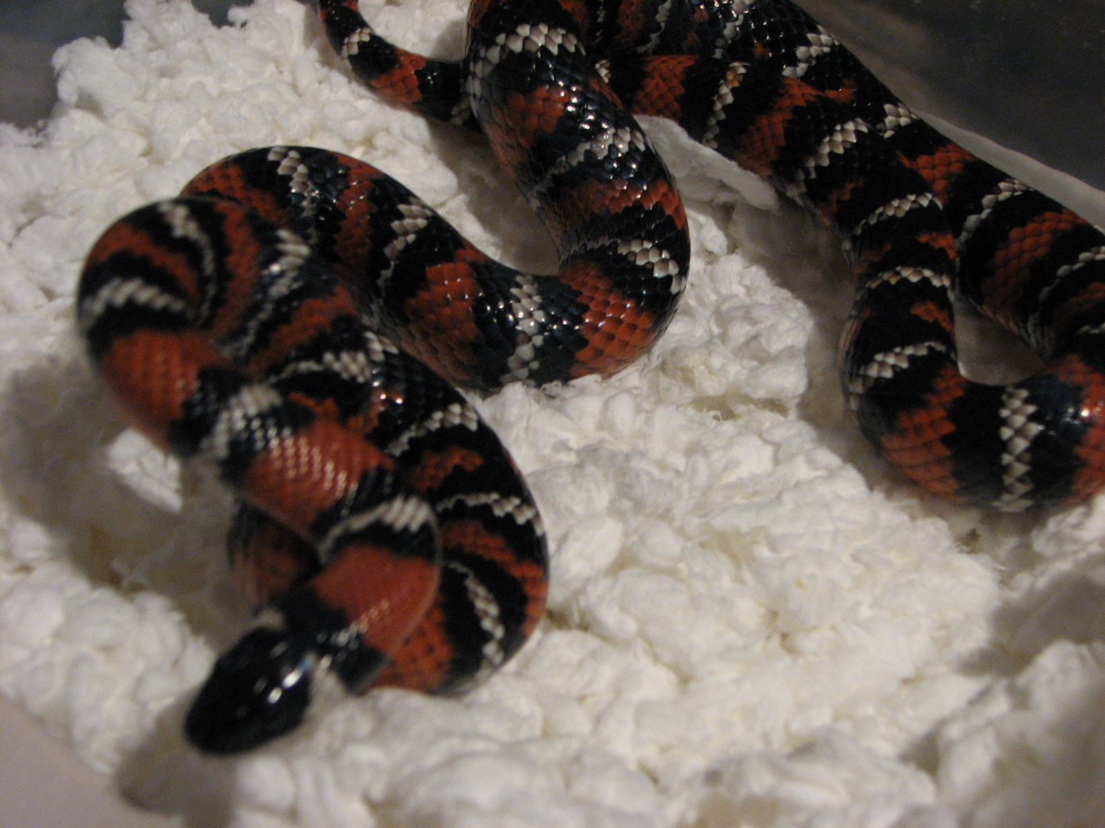 Female San Diego Mountain Kingsnake