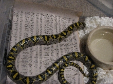 Male Mandarin ratsnake