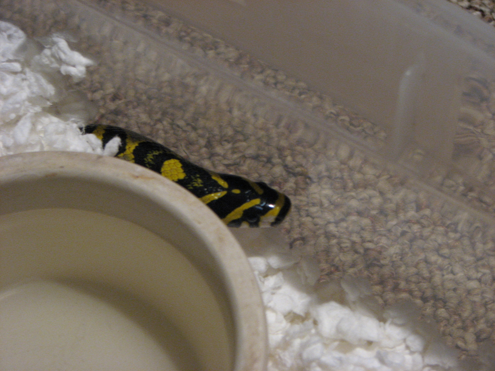 Male Mandarin ratsnake
