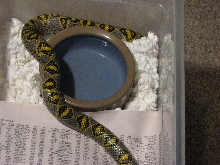 Female Mandarin ratsnake