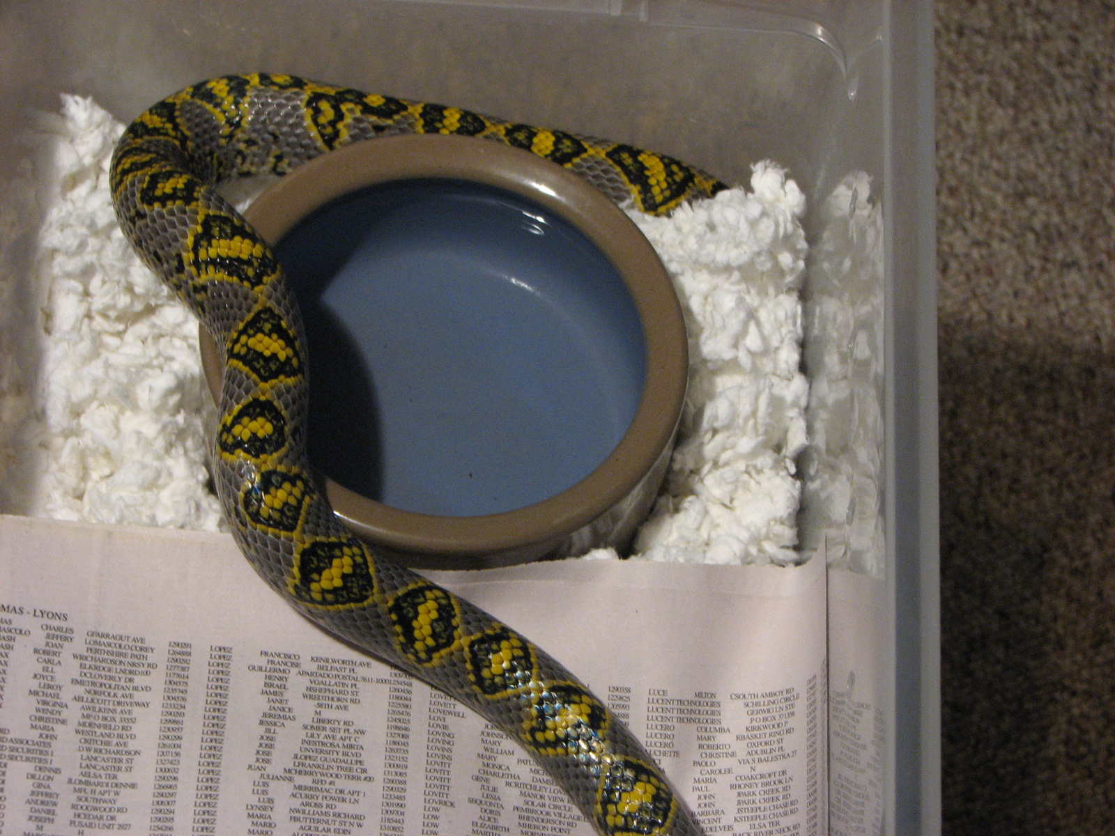 Female Mandarin ratsnake