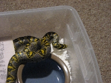 Female Mandarin ratsnake