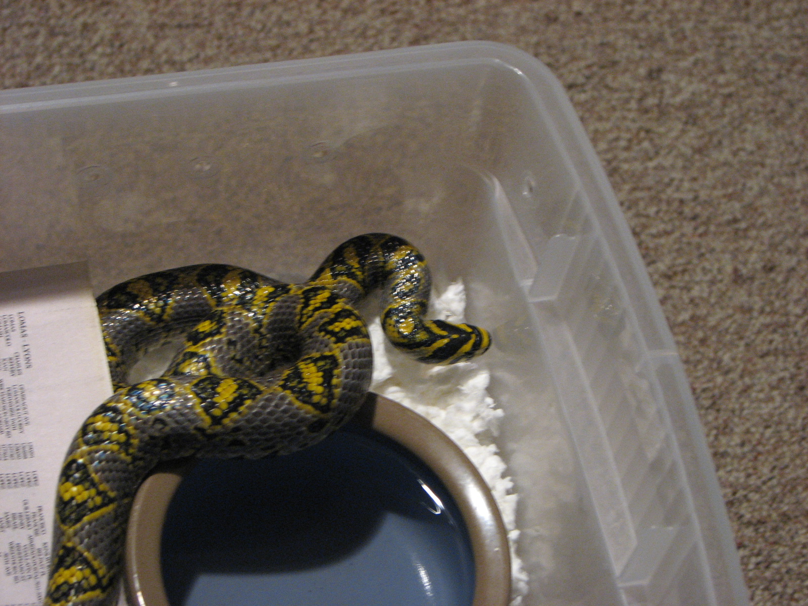 Female Mandarin ratsnake