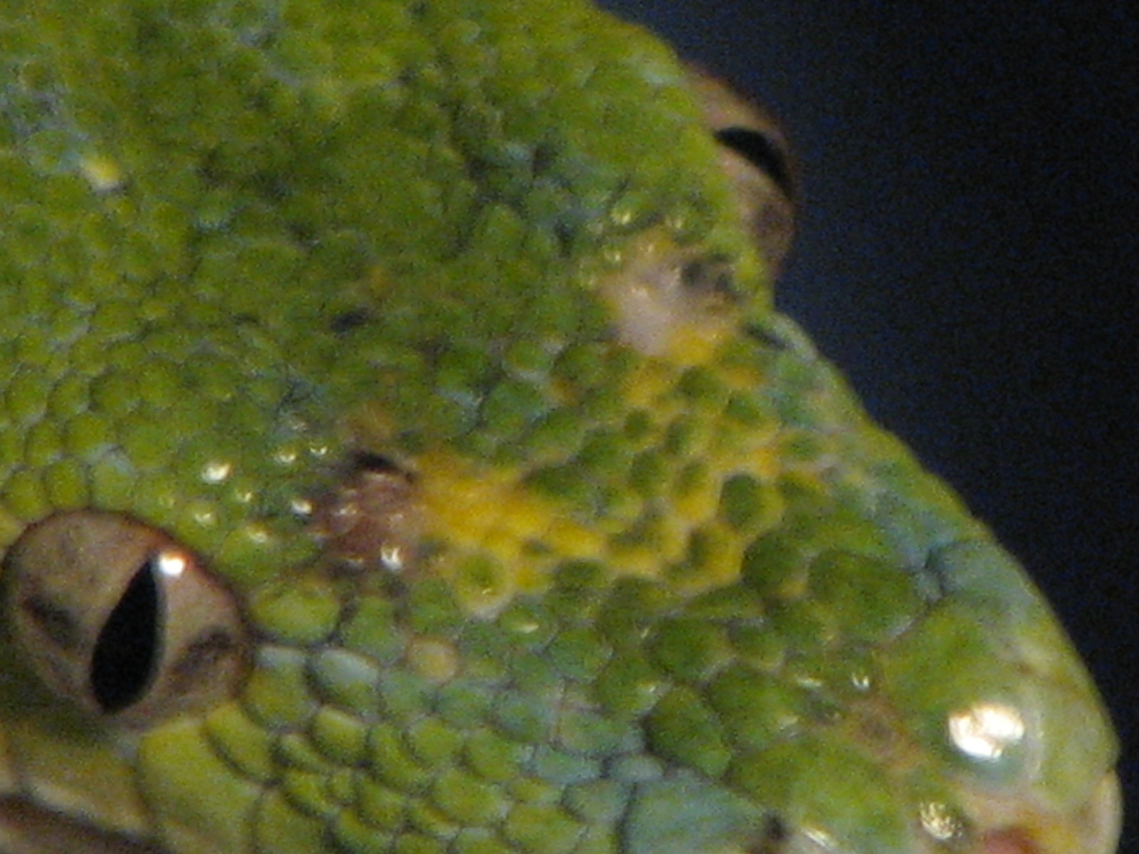 strange scales
