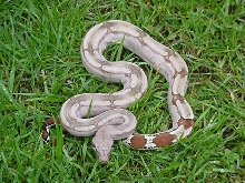 Guyana female