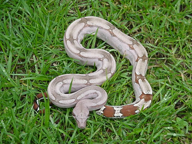 Guyana female