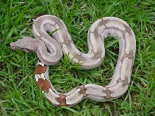 Guyana Red Tail