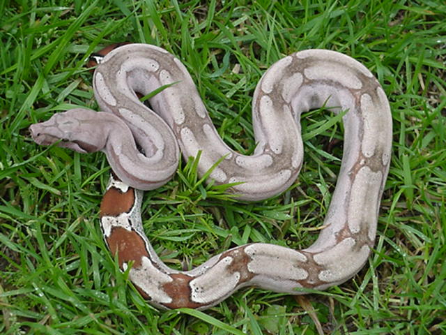 Guyana Red Tail