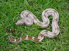 Guyana Red Tail Boa