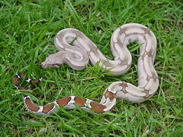Guyana Red Tail Boa