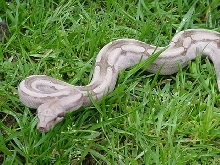 Guyana Female