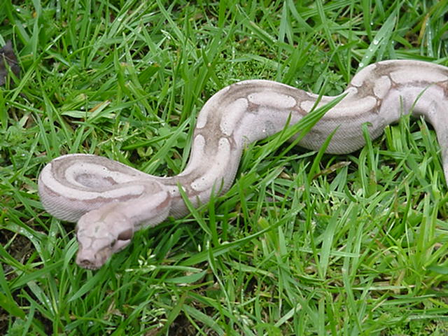 Guyana Female