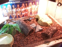 skink1
