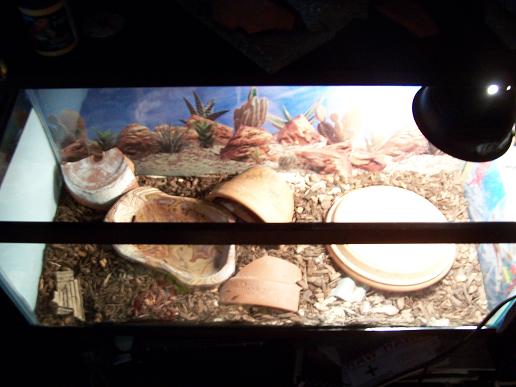 savannah monitor