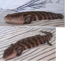 skink