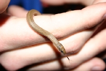 Rough Earth Snake