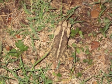 Woodhouse's Toad