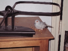 Diamond dove