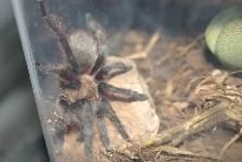 Aphonopelma
