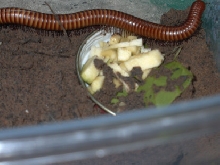 Desert Millipede