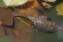 Tadpole