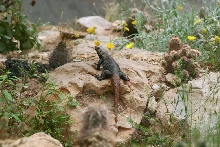 Adult male Redtail