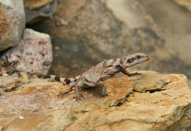 Baby Chuckwallas
