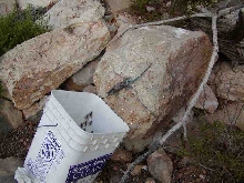 More than one way to catch a lizard