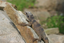 Baby Redtail