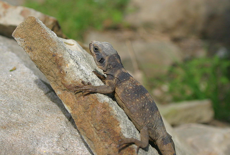 Baby Redtail