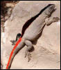 Hybrid adult????