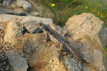 Desert Iguana